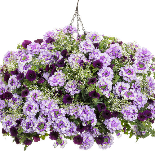 Euphorbia Graminea (Diamond Frost Hanging Baskets)