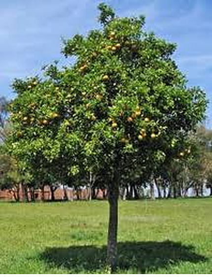 Citrus Limon (Lemon Tree Eureka) GRAFTED