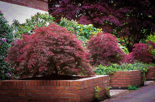 Acer Palmatum Dissectum 'Ever Red' (weeping)
