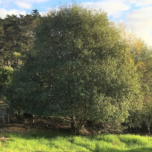 Alnus Jorullensis (Evergreen Alder)
