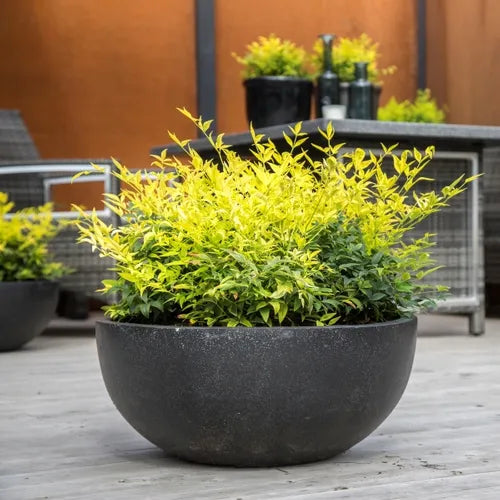Nandina domestica (Lemlim) Magical Lemon Lime™