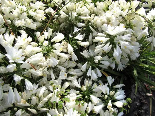 Agapanthus ‘Double Diamond’ (Double Diamond Lily of the Nile)