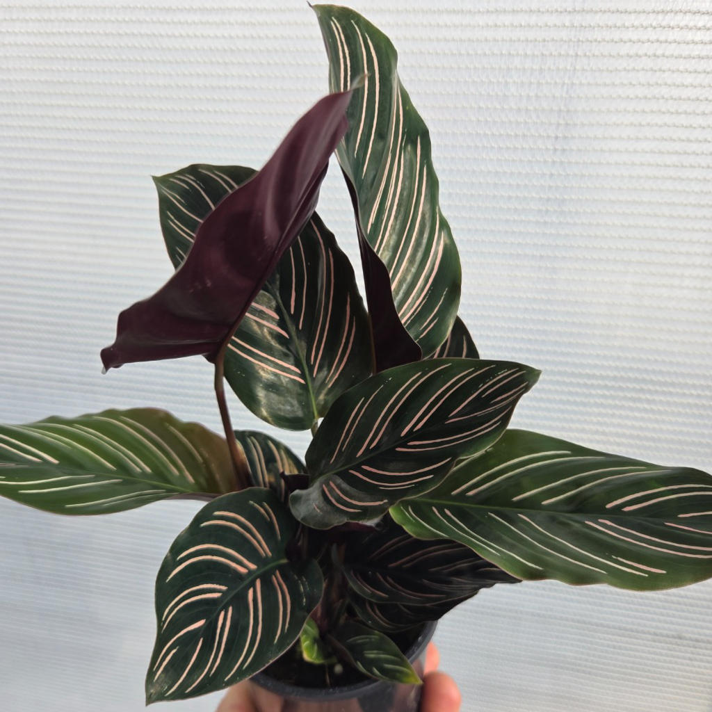 Goeppertia Ornata ‘Sanderiana’ (Pinstripe Calathea)