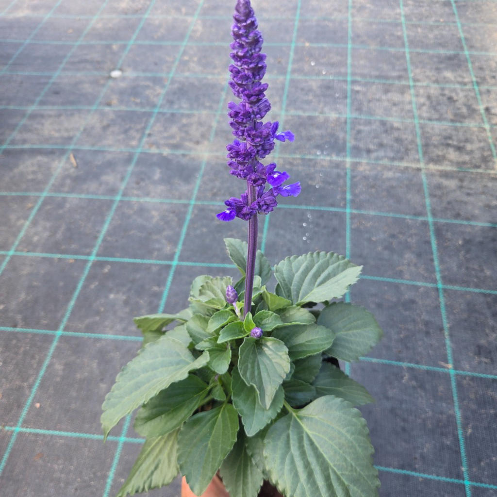 Salvia ‘Mystic Spires’ (Blue Sage)