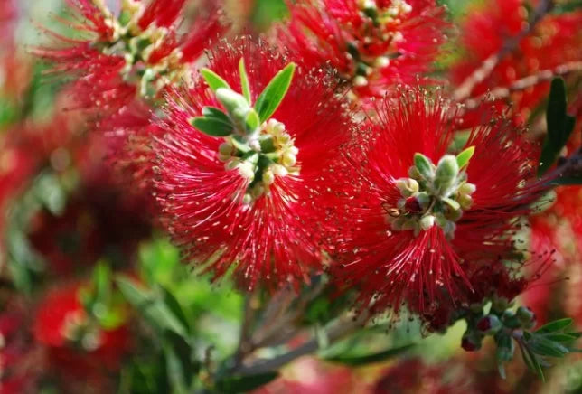 Callistemon 'Mary McKillop' (Mary McKillop Bottlebrush)