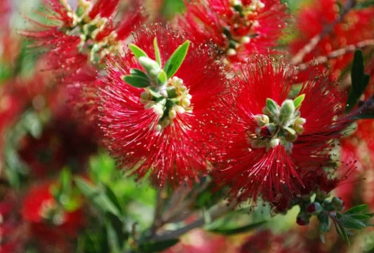 Callistemon 'Mary McKillop' (Mary McKillop Bottlebrush)