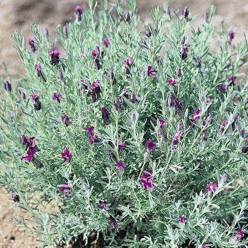 Lavandula Stoechas (Italian Lavender)