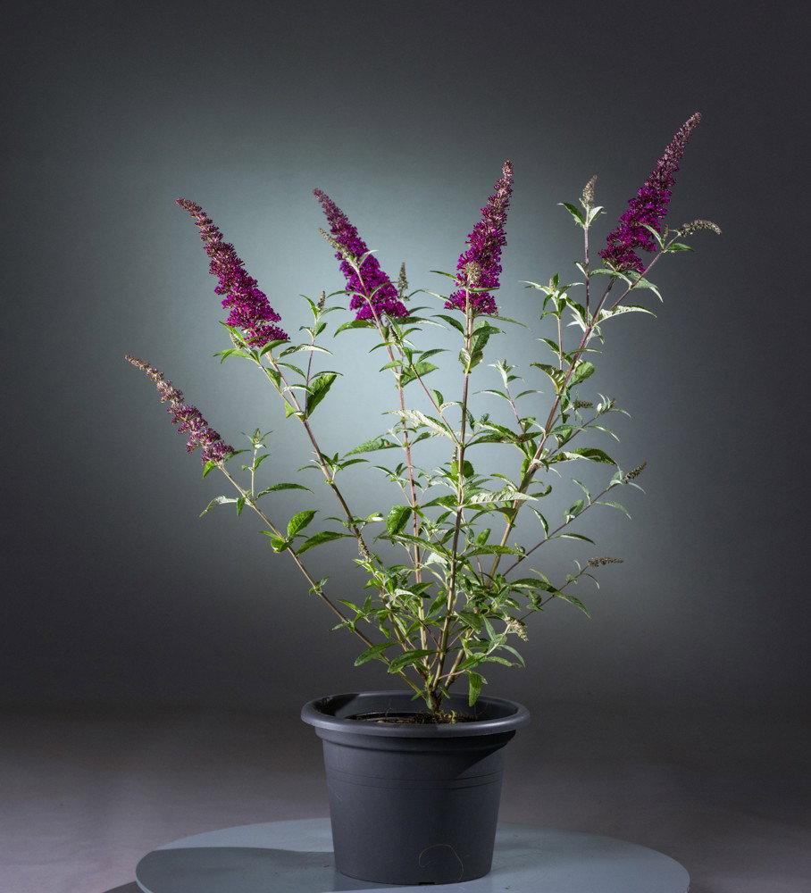 Buddleja davidii ‘Buzz® Velvet’ (Velvet Butterfly Bush)