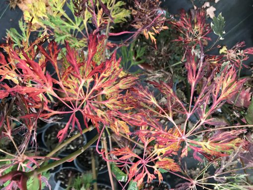 Acer Japonicum 'Fairy Lights' (weeping)