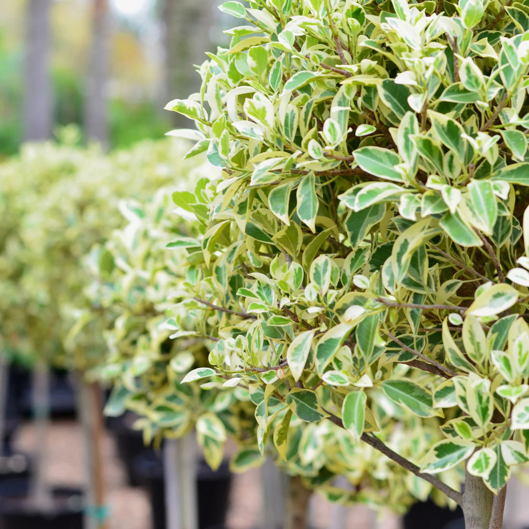 Ficus Microcarpa (Flash Variegated)