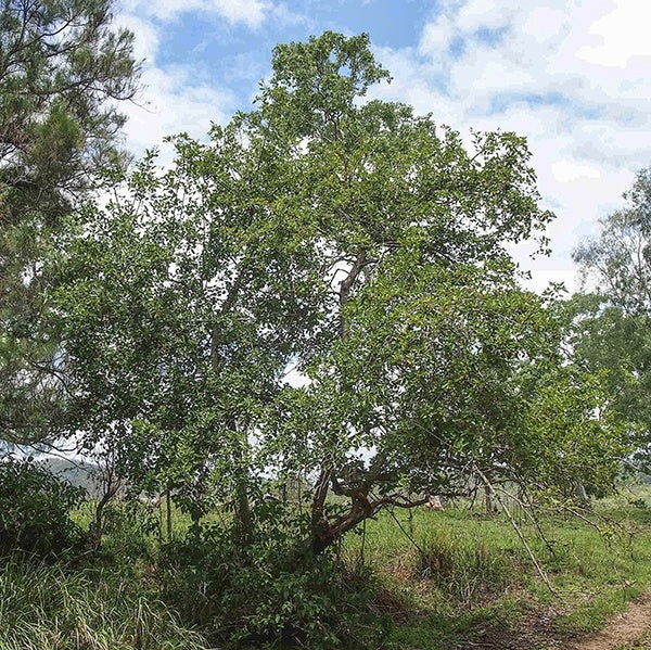 Ficus Coronata (Sandpaper Fig)