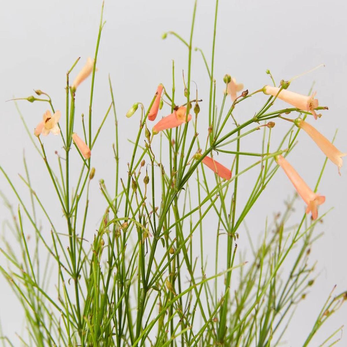 Russelia equisetiformis ‘Tangerine Falls’ (Tangerine Firecracker Plant)
