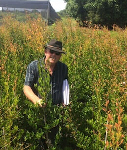 Acmena smithii ‘Firescreen’ (Firescreen Lilly Pilly)