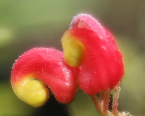 Grevillea 'Fireworks' (Grevillea Fireworks)