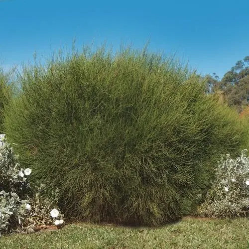 Casuarina glauca Greenwave (Greenwave She-Oak)