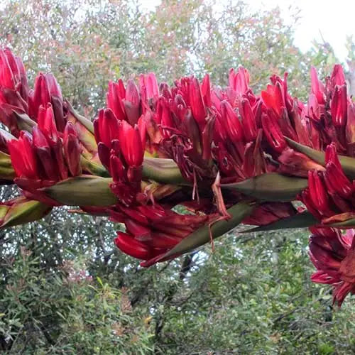 palm plant with red flowers Palm Lily – Bold Red Flowers with Leathery Foliage