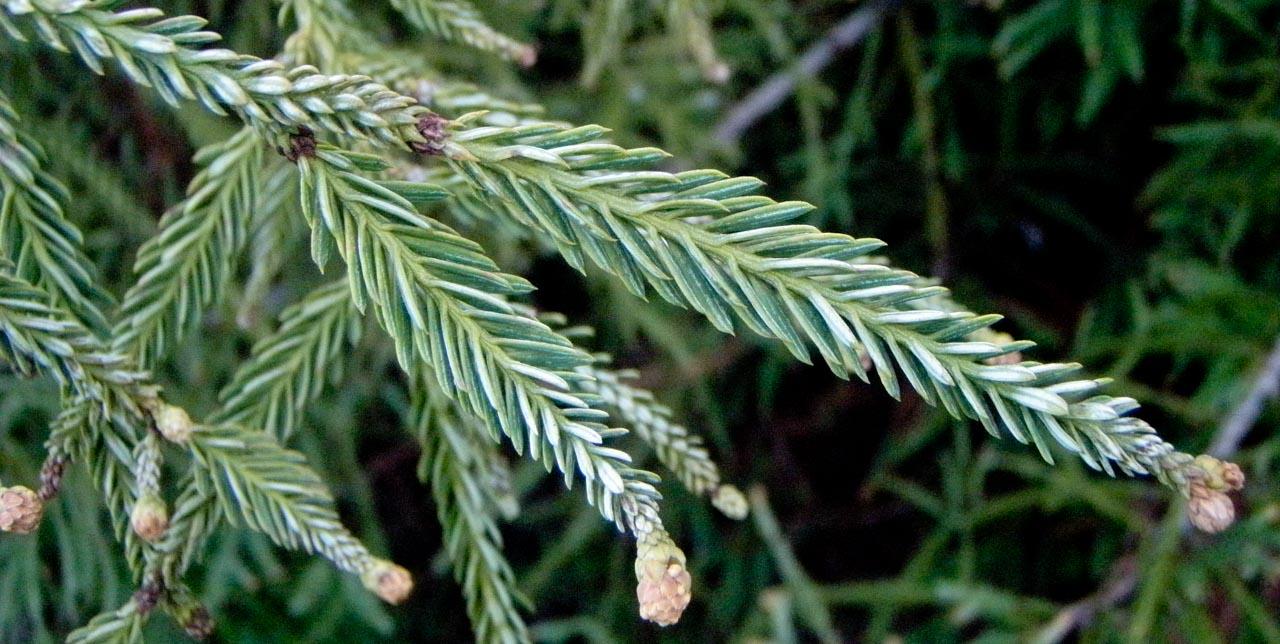Sequoia Sempervirens (Coast Redwood) CLEARANCE