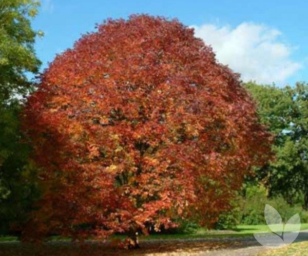 Fraxinus americana (White Ash)