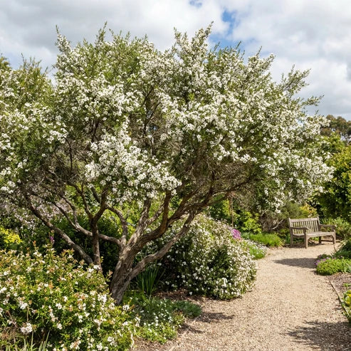 Leptospermum citratum (Lemon Tea Tree)