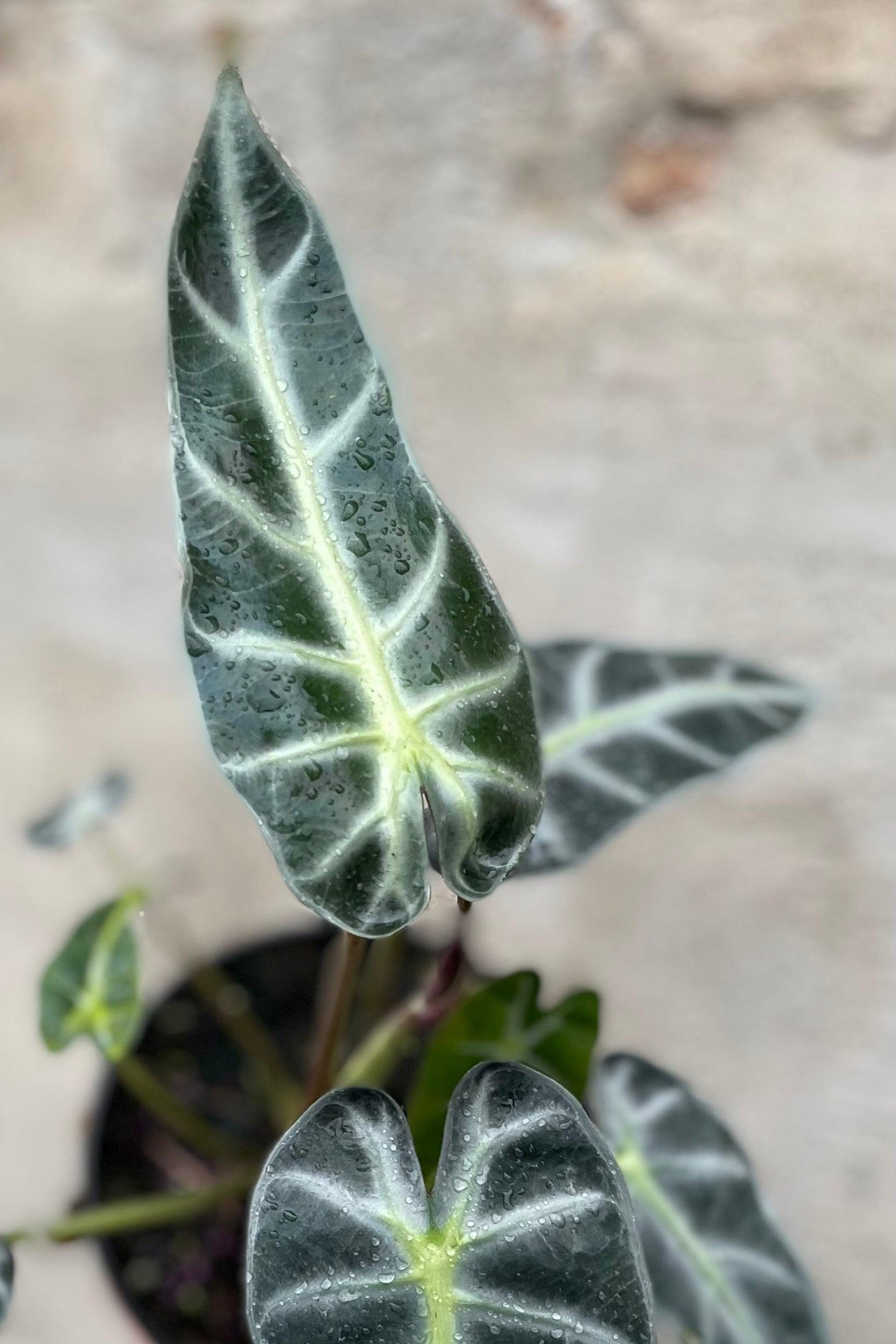 Alocasia × Amazonica ‘Bambino’ (Bambino Arrow Plant)