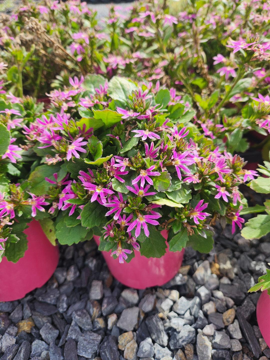 Scaevola Aemula 'Touch Deep Pink' (Deep Pink Fan Flower)