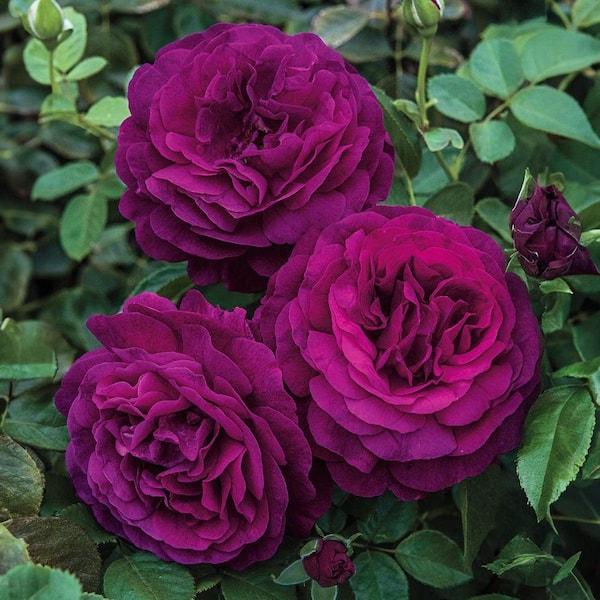 Rosa 'Twilight Zone' Grafted (Twilight Zone Grandiflora Rose)