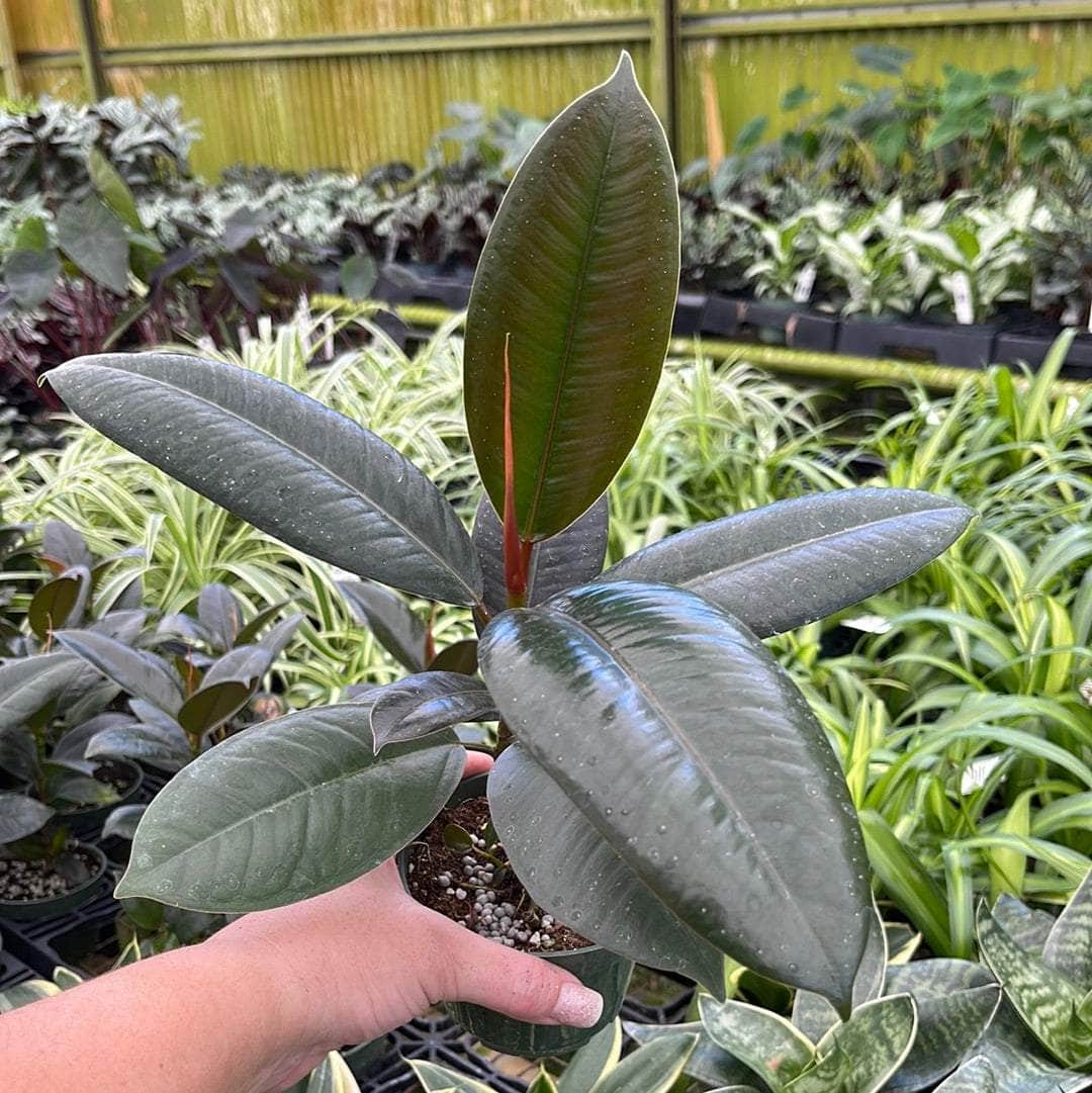 Ficus elastica ‘Melany’ (Rubber Plant ‘Melany’)