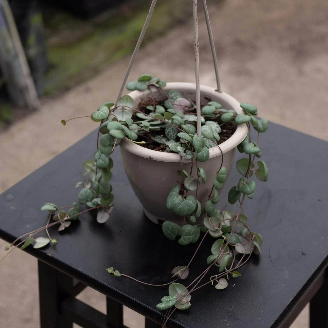 Ceropegia Woodii (String/Chain Of Hearts) Hanging Basket