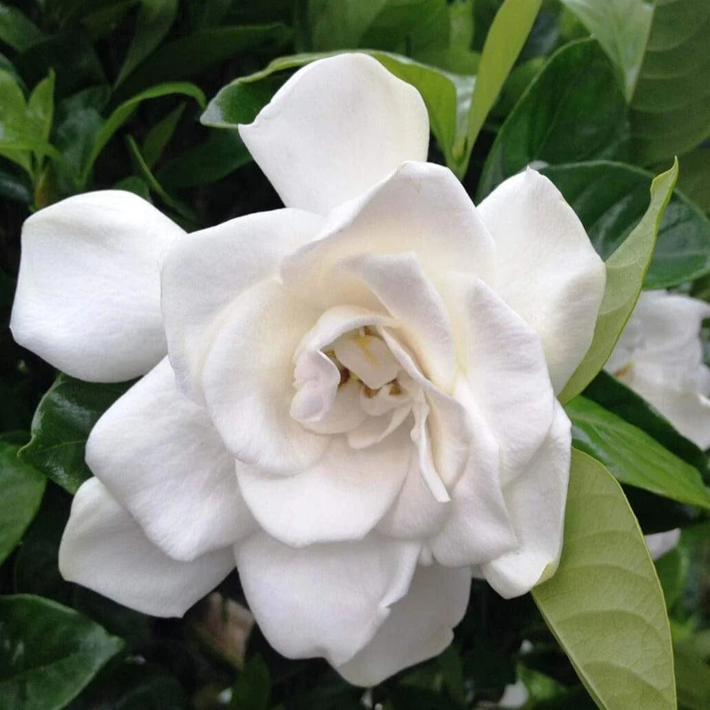 Gardenia 'Magnifica'