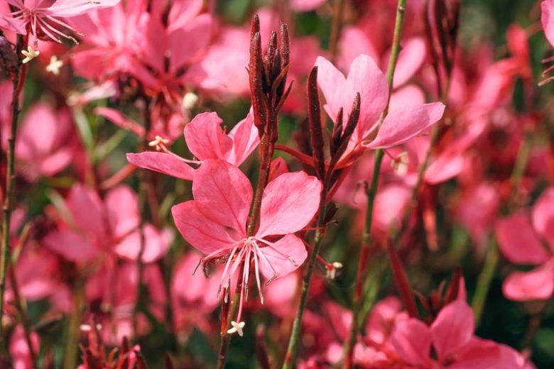 Gaura Lindheimeri Belleza Dark Pink (Belleza Dark Pink Beeblossom)