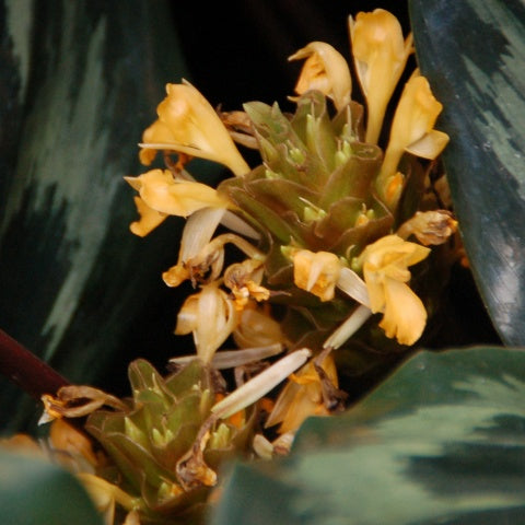 Calathea ‘Helen Kennedy’ (Prayer Plant)