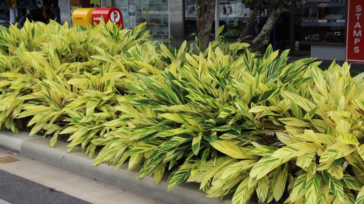 Alpinia Zerumbet 'Variegata' (Variegated Shell Ginger)