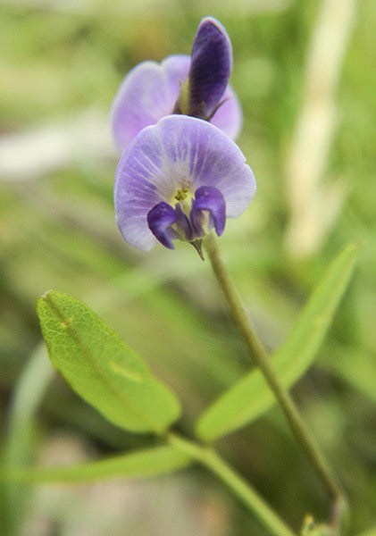 Glycine microphylla (Small-leaf Glycine / Creeping Glycine)