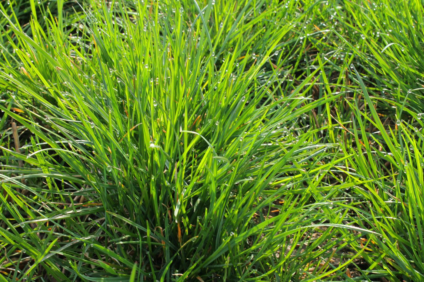Lolium Perenne (Pet Grass)
