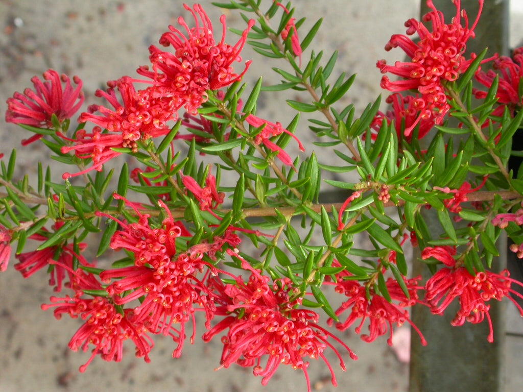 Grevillea juniperina ‘New Blood’ (New Blood Grevillea)