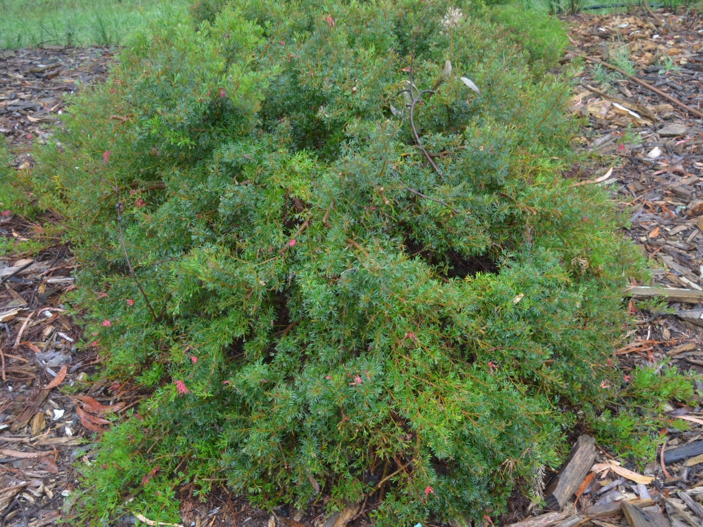Grevillea 'Red Wings'