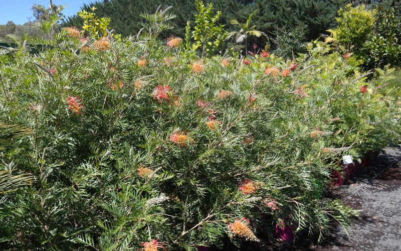 Grevillea 'Loopy Lou'