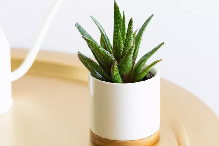 ox tongue succulent Ox Tongue Succulent – Easy Care Gasteria Plant