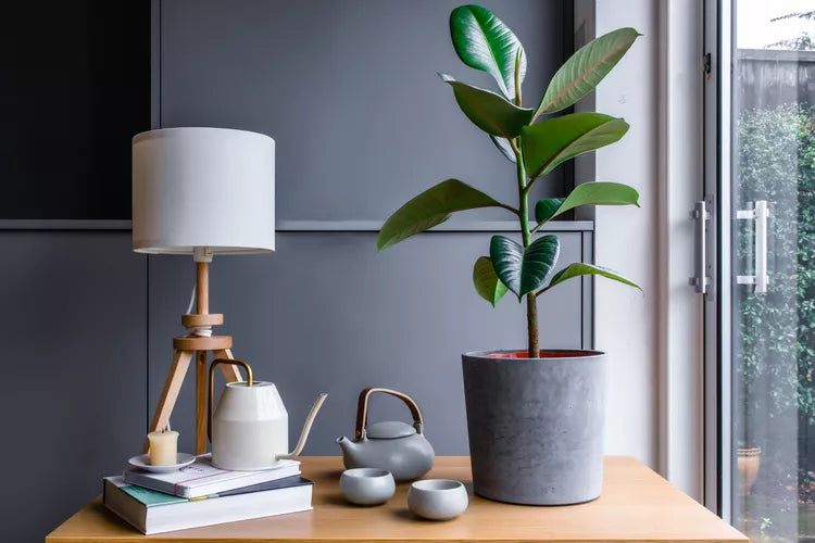 Ficus elastica (Rubber Plant)