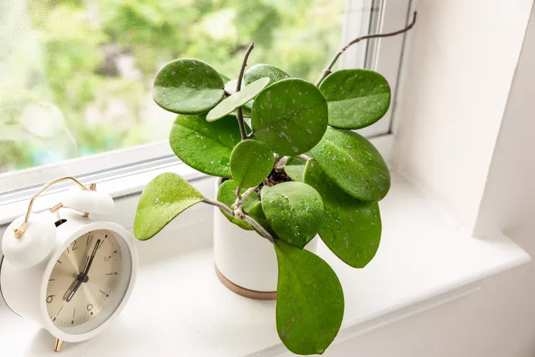 Hoya obovata (Wax Plant)