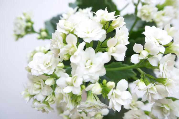 Kalanchoe blossfeldiana Mix – Kalanchoe