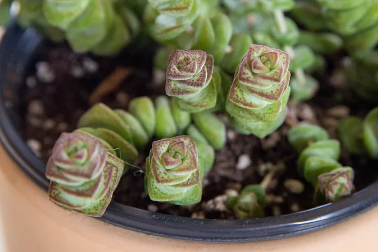 Crassula perforata (String of Buttons)