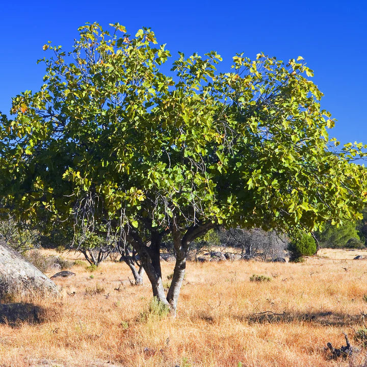 Ficus Carica (White Genoa Fig)