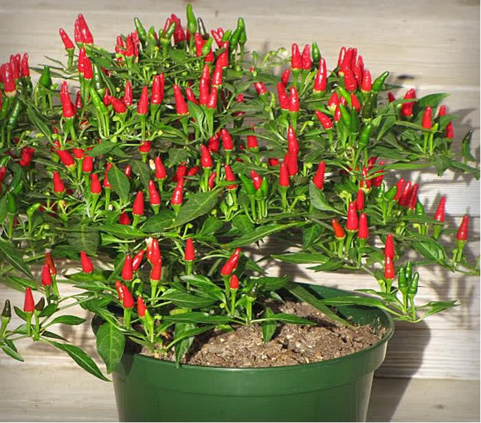 Capsicum annuum 'Birdseye Thai' (Birdseye Thai Chilli)