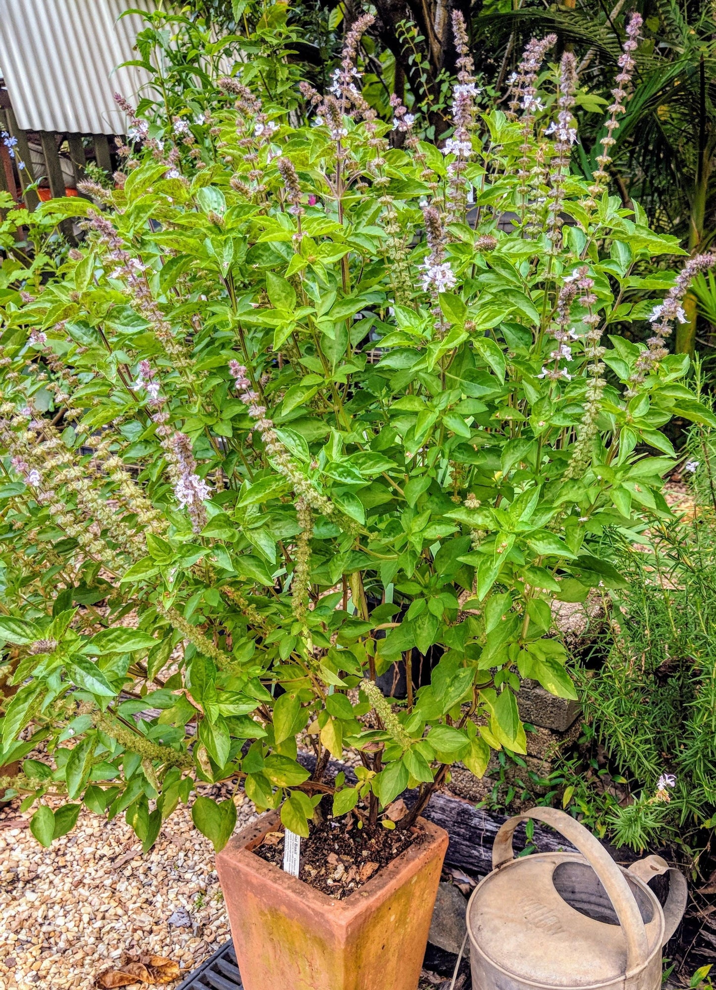 Ocimum (Perennial Basil)