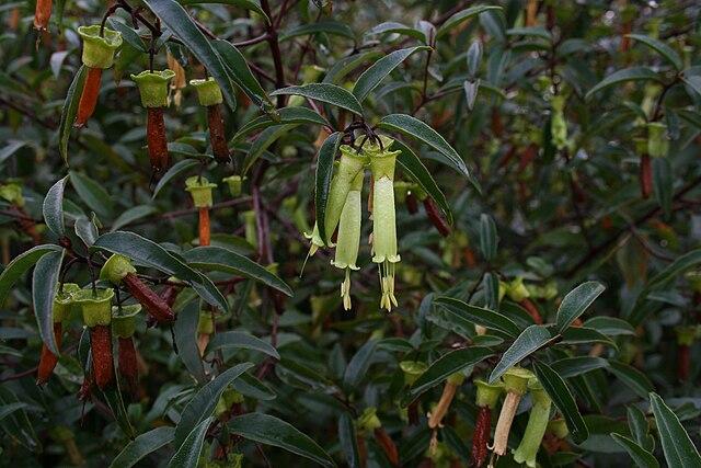 Correa Baeuerlenii (Chef’s Cap Correa)