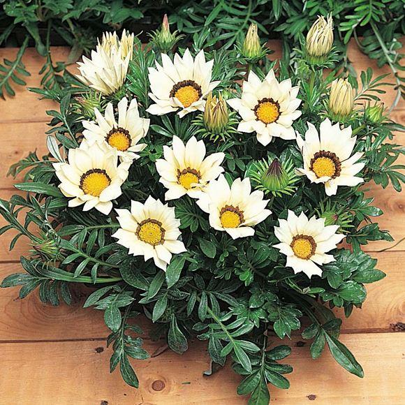 Gazania Rigens ‘White’ (White Gazania)
