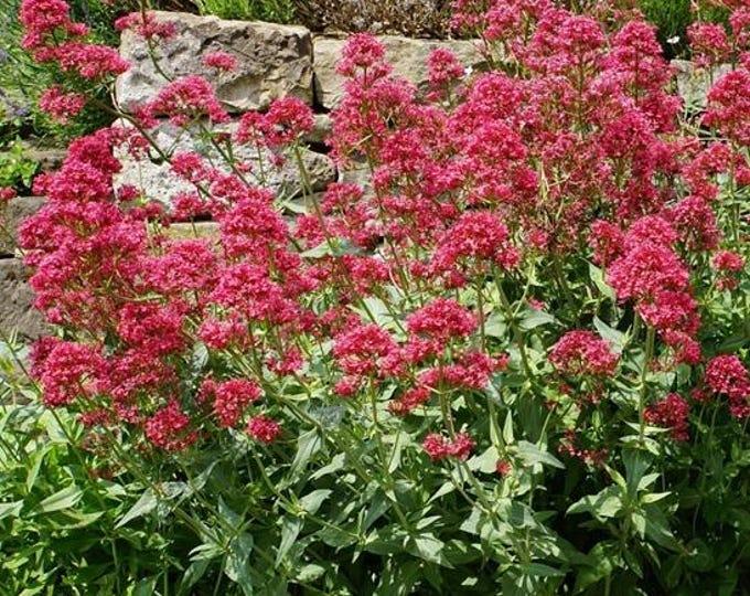 Centranthus Ruber (Red Valerian)