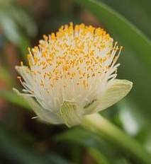 Haemanthus albiflos – Paintbrush Plant