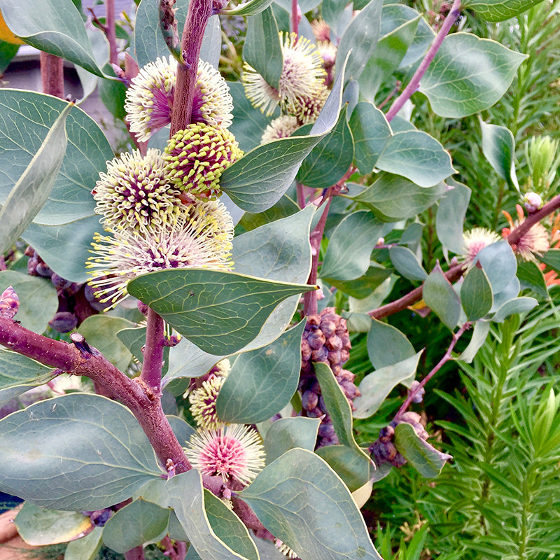 Hakea Petiolaris (Sea Urchin Hakea)
